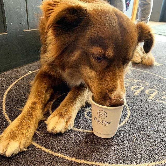 Dog Friendly Dublin Dog Friendly Dublin