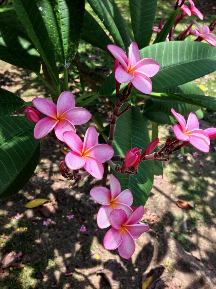 Psychologische Beratung / Prozessarbeit Psychologische Beratung / Prozessarbeit