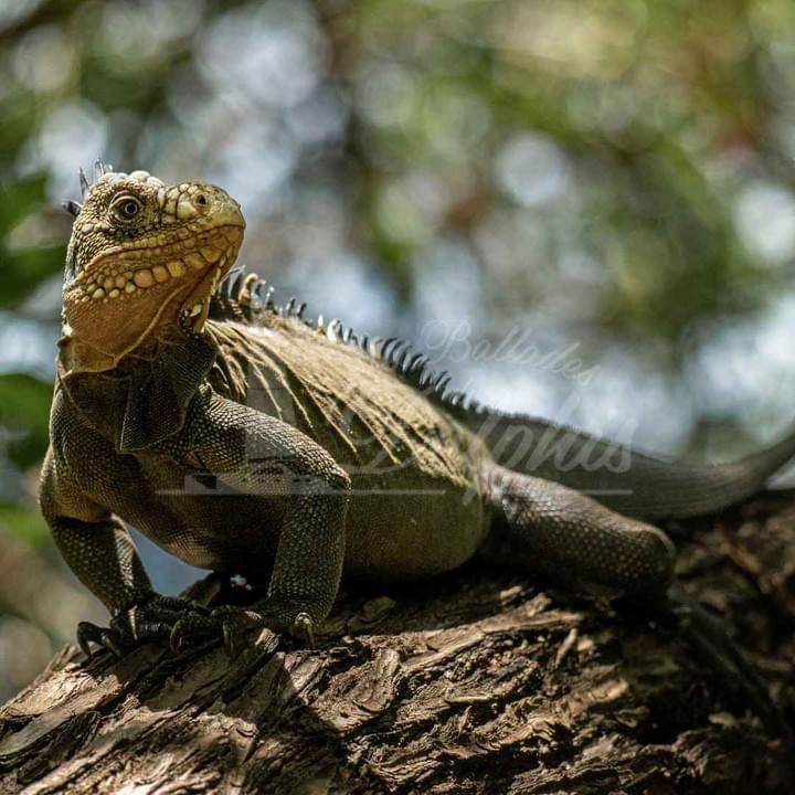 catamaran-excursion-in-martinique catamaran-excursion-in-martinique