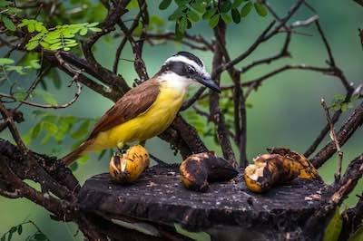 Alexander-Schimmeck-parque-corcovado-costa rica-flickr Alexander-Schimmeck-parque-corcovado-costa rica-flickr