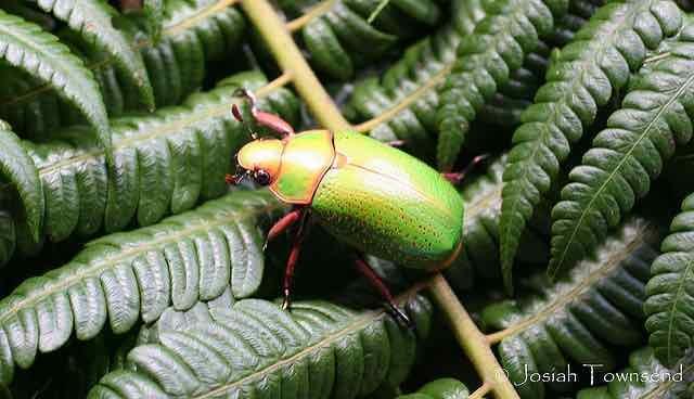 joe-townsend-chrysina-spectabilis-cucusco-honduras joe-townsend-chrysina-spectabilis-cucusco-honduras