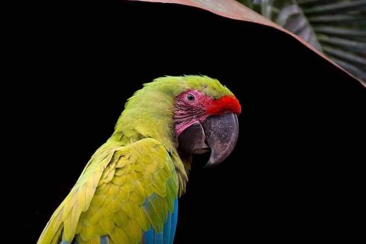 nery-montenegro-guacamayo-parrot nery-montenegro-guacamayo-parrot