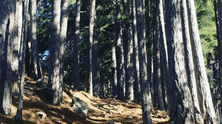 Forêt Corse ombragée Forêt Corse ombragée