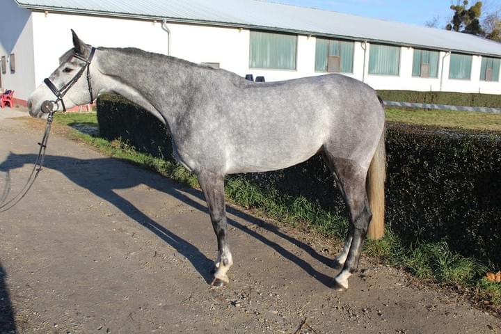 Makay Horse / Quibery La Filia Makay Horse / Quibery La Filia