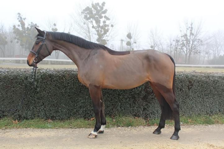 Makay Horse / Quibery La Filia Makay Horse / Quibery La Filia