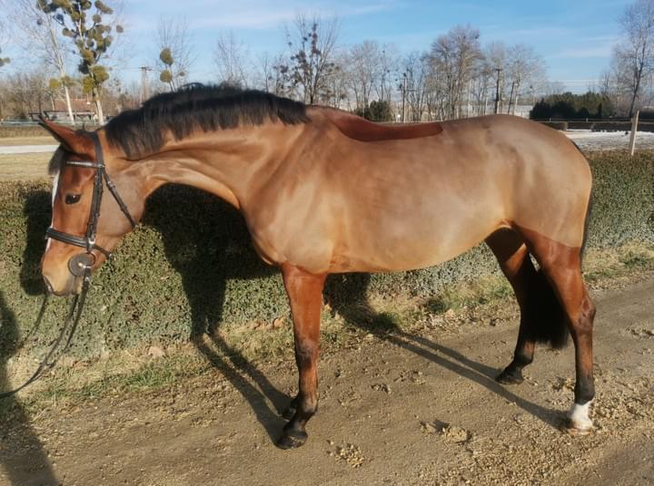 Makay Horse / horse Caresa Makay Horse / horse Caresa