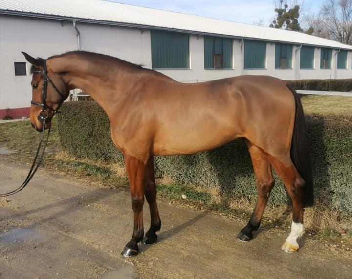 Makay Horse / horse Qum Air Makay Horse / horse Qum Air