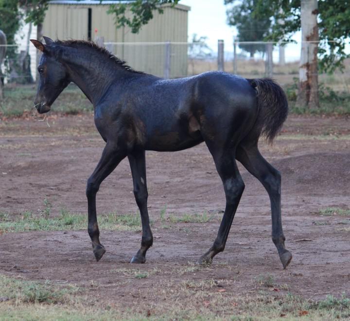 Lanamere Bollinger at 14 weeks Lanamere Bollinger at 14 weeks