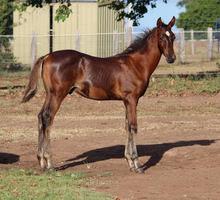 Lanamere Lyric at 13 weeks Lanamere Lyric at 13 weeks