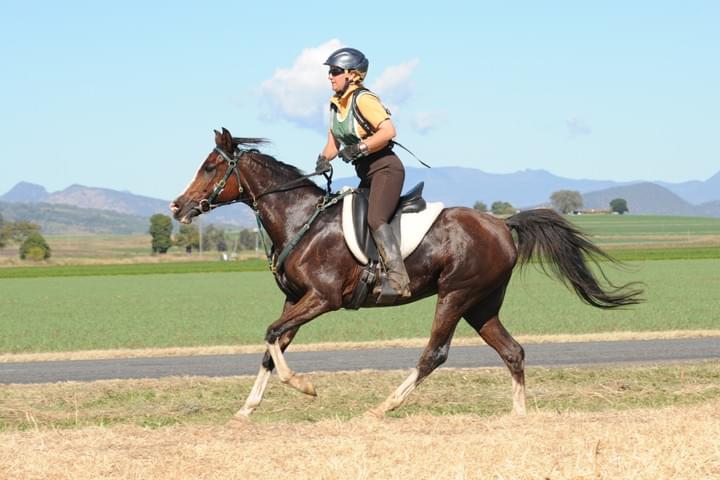 Lanamere Femmara Photo Sue Crockett Lanamere Femmara Photo Sue Crockett