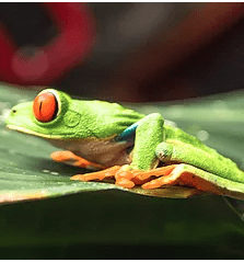 Hui Na Aikane ("Hui") is a private, not-for-profit corporation, incorporated under the laws of the State of Florida. Our purpose is to perpetuate the Hawaiian culture. Hui Na Aikane ("Hui") is a private, not-for-profit corporation, incorporated under the laws of the State of Florida. Our purpose is to perpetuate the Hawaiian culture.