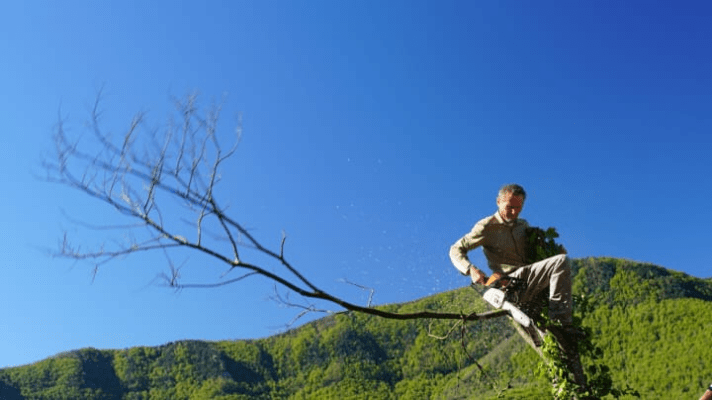 Syntropie - Syntropische Landwirtschaft - Ernst Götsch Syntropie - Syntropische Landwirtschaft - Ernst Götsch