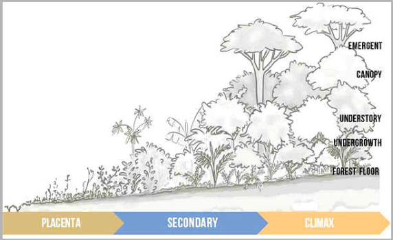 Syntropie - Syntropische Landwirtschaft - Ernst Götsch Syntropie - Syntropische Landwirtschaft - Ernst Götsch