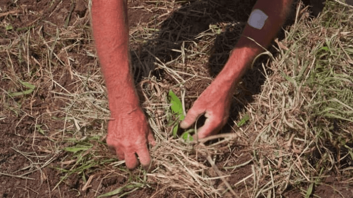 Syntropie - Syntropische Landwirtschaft - Ernst Götsch Syntropie - Syntropische Landwirtschaft - Ernst Götsch