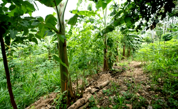 Syntropie - Syntropische Landwirtschaft - Ernst Götsch Syntropie - Syntropische Landwirtschaft - Ernst Götsch