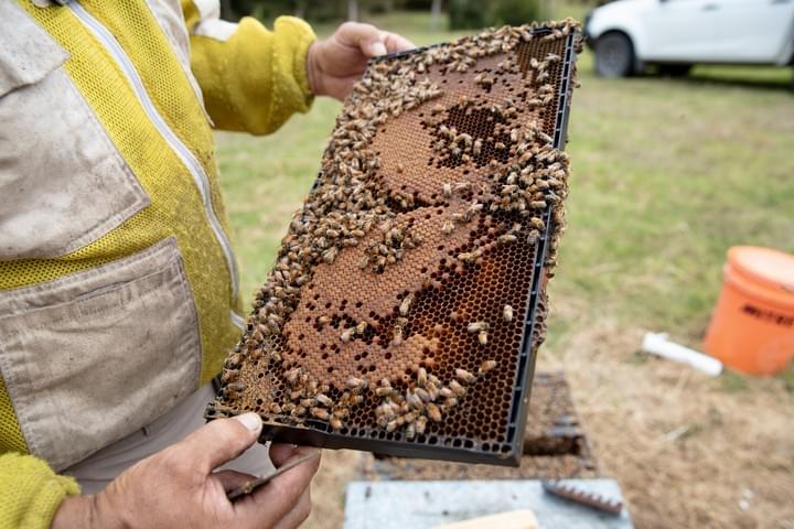 William Anderton, owner, inspecting brood in a hive in Whangamatā. William Anderton, owner, inspecting brood in a hive in Whangamatā.