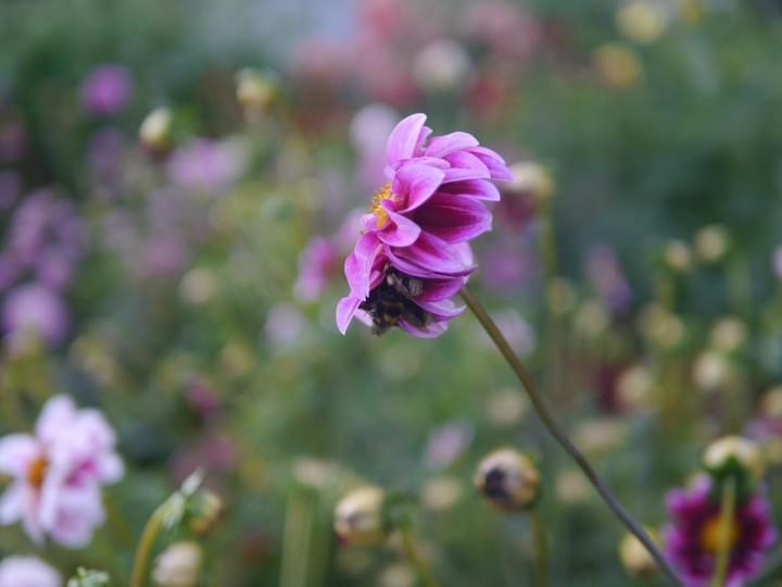 Bumblebees hidden amongst the petals of a dahlia flower. Bumblebees hidden amongst the petals of a dahlia flower.