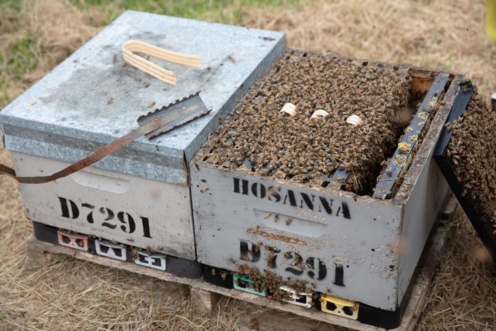 Hives during an inspection and the placement of Oxalic acid strips over brood in Whangamatā. Hives during an inspection and the placement of Oxalic acid strips over brood in Whangamatā.