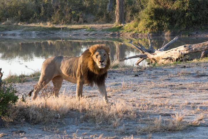 Chobe National Park, African Safari, Chobe Camping, Chobe Lodges, Lion, Kasane, Botswana Chobe National Park, African Safari, Chobe Camping, Chobe Lodges, Lion, Kasane, Botswana