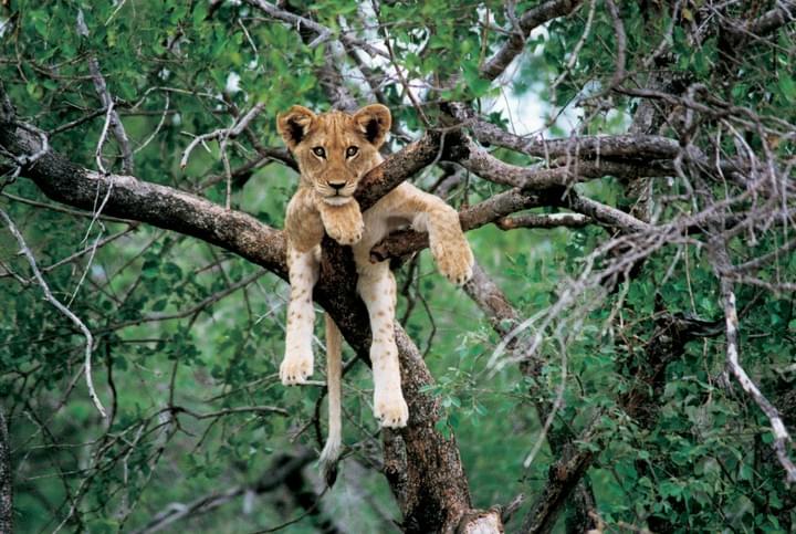 South Luangwa National Park, South Luangwa Safaris, Walking Safari, Game Drive, Photographic tour, Lion cup in tree South Luangwa National Park, South Luangwa Safaris, Walking Safari, Game Drive, Photographic tour, Lion cup in tree