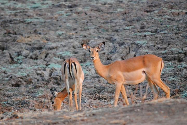 Kafue National Park, Kafue National Park Safaris, Busanga Plains, Zambian Safari Kafue National Park, Kafue National Park Safaris, Busanga Plains, Zambian Safari