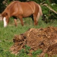 A pile of horse poop on a meadow, in the background a horse A pile of horse poop on a meadow, in the background a horse