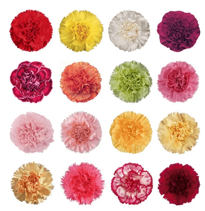 CARNATIONS CARNATIONS