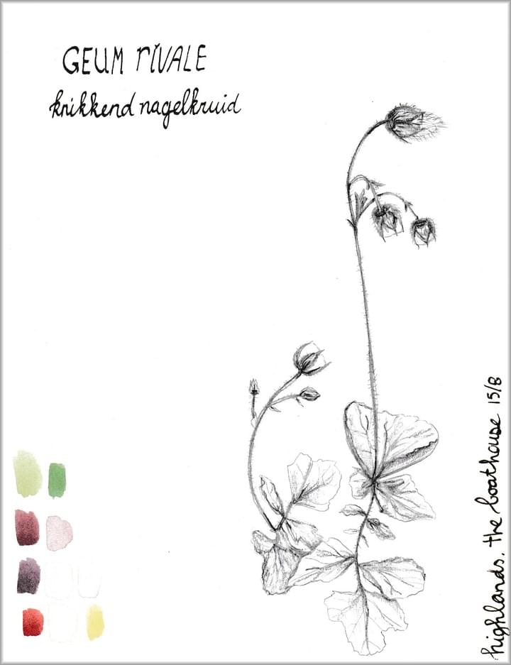 NAtuur tekening, botanische tekening Knikkend nagelkruid NAtuur tekening, botanische tekening Knikkend nagelkruid