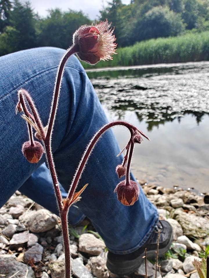 nature journaling Knikkend nagelkruid nature journaling Knikkend nagelkruid