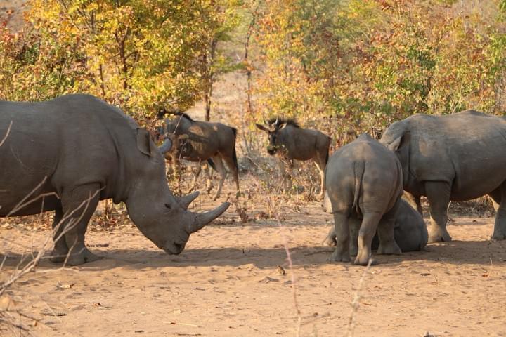 Mosi oa Tunya National Park, Rhino walk, Game Drive, Zambezi River, Photographic tour Mosi oa Tunya National Park, Rhino walk, Game Drive, Zambezi River, Photographic tour