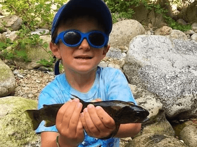 Truite Fario Ardéchoise Truite Fario Ardéchoise