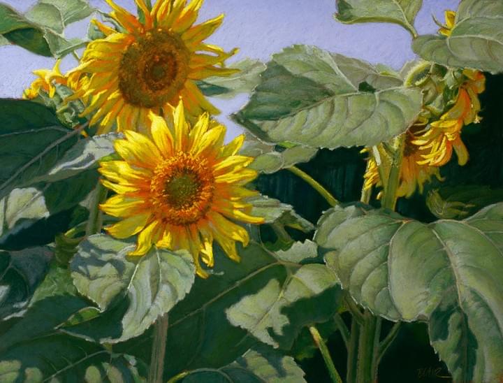 "Sunflower Solstice II"  30x24" soft pastel "Sunflower Solstice II"  30x24" soft pastel