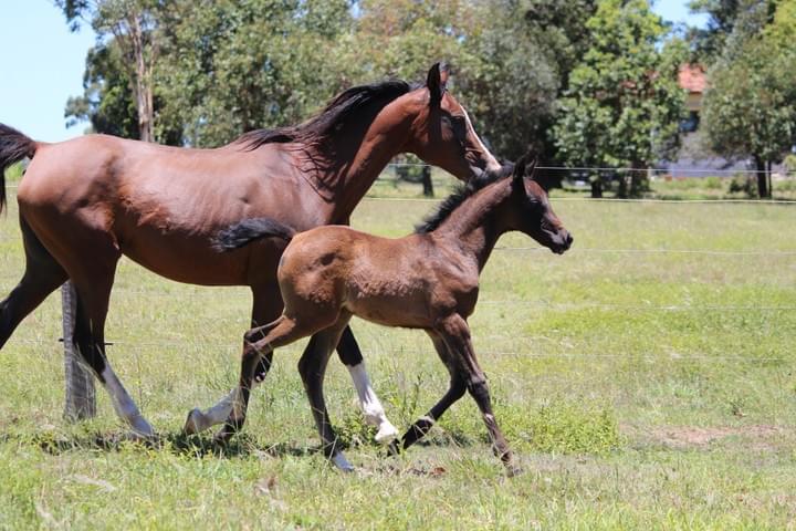 Lanamere Fleur Lanamere Fleur