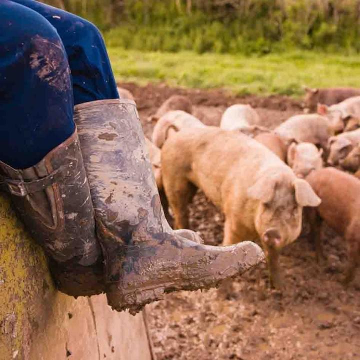 AbsoluteWelly farming wellies sturdy AbsoluteWelly farming wellies sturdy