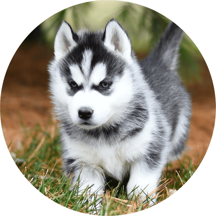 图片来源:Robert Bejil Productions via VisualHunt / CC BY 图片来源:Robert Bejil Productions via VisualHunt / CC BY