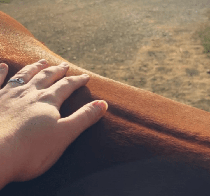 animal Reiki, animal healing animal Reiki, animal healing