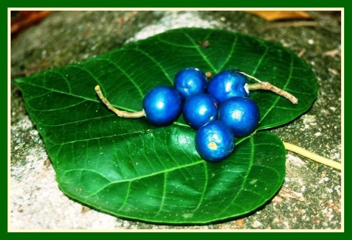 Rainforest forrest food: blue nunberries art by moonjazz Rainforest forrest food: blue nunberries art by moonjazz