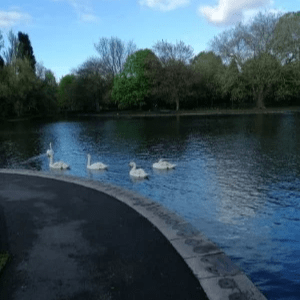 swans on the lake at Jubilee Park on election day, May 2019 swans on the lake at Jubilee Park on election day, May 2019