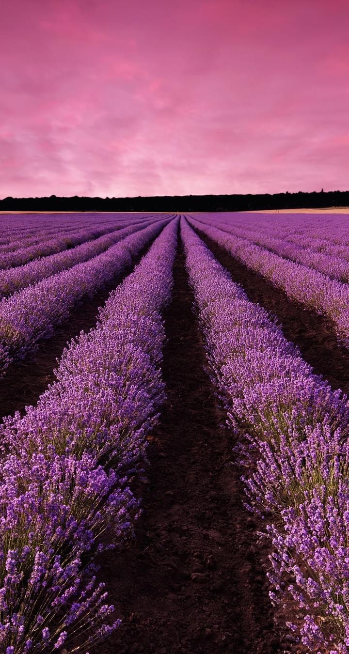 京威素食有限公司的使命-正確長久保養 京威素食有限公司的使命-正確長久保養