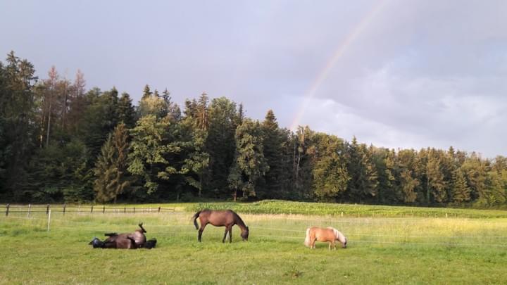 Coaching mit Pferden, Wegbegleiterin Coaching mit Pferden, Wegbegleiterin