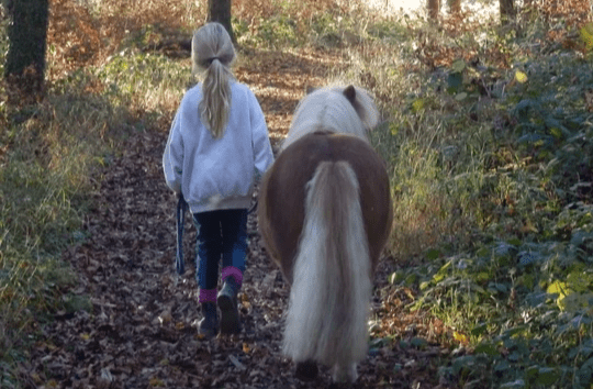 Pferdeerlebnis, Einzel Coaching Pferdeerlebnis, Einzel Coaching