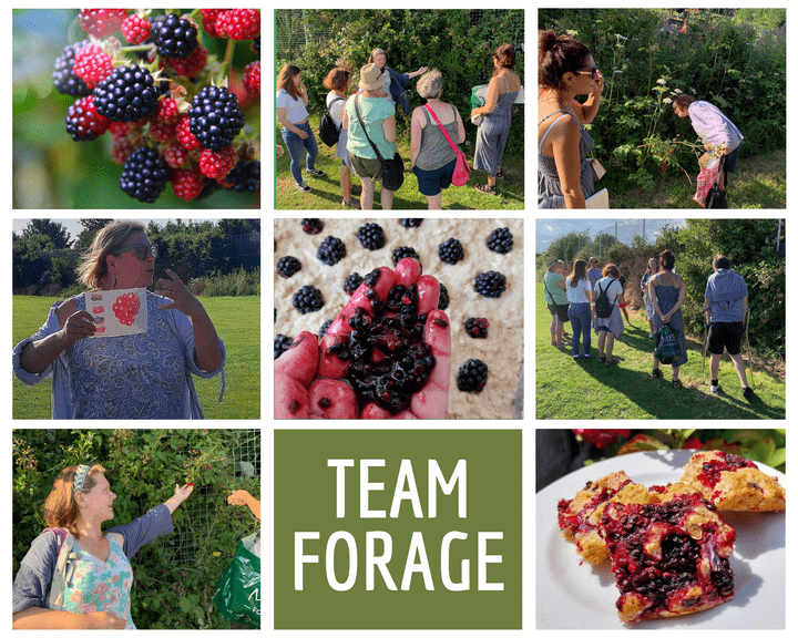 foraging blackberries herne bay food adventure team  foraging blackberries herne bay food adventure team