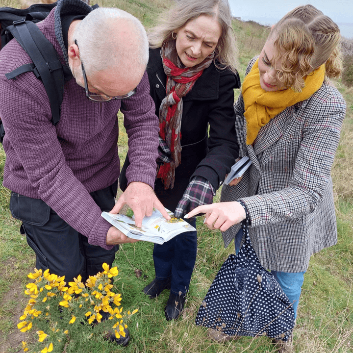 spring summer autumn winter foraging plants coastal mushroom fungi  spring summer autumn winter foraging plants coastal mushroom fungi