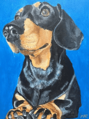 Pet Portraits Pet Portraits