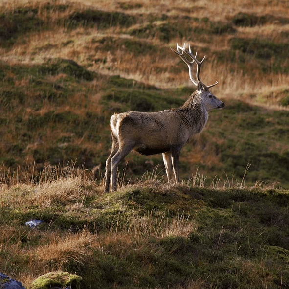 brame du cerf proche aigoual brame du cerf proche aigoual