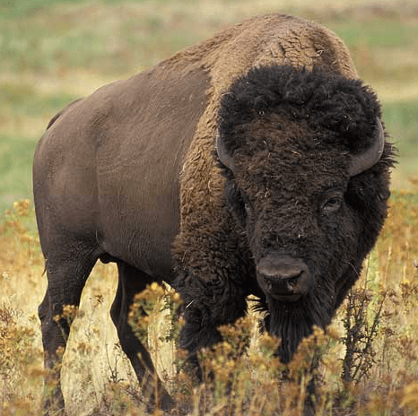 visite randal bisons visite randal bisons
