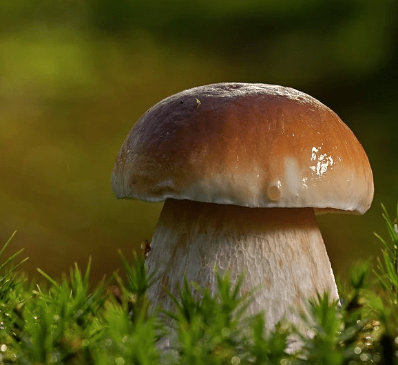 cepes aigoual cepes aigoual