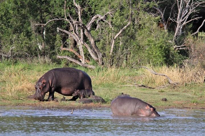 Mana Pools National Park, Mana Pools National Park Safaris, Zambian Safari, Hippos Mana Pools National Park, Mana Pools National Park Safaris, Zambian Safari, Hippos