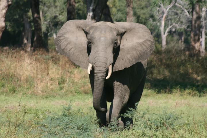 Hwange National Park, Hwange National Park Safaris, Zambian Safari, Elephant Hwange National Park, Hwange National Park Safaris, Zambian Safari, Elephant