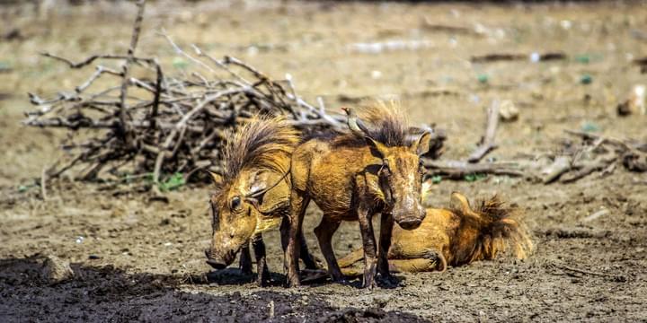 Kalahari Desert, African Safari, Namibia, Botswana, Bushmen Kalahari Desert, African Safari, Namibia, Botswana, Bushmen